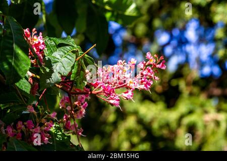 Die rosa Blume der roten Rosskastanie. Aesculus carnea (Aesculus) Abington Park, England, Großbritannien Stockfoto