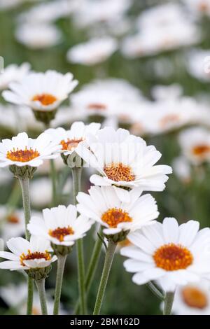 RHODANTHEMUM hosmariense 'Casablanca'. Rhodanthemum 'casablanca', Atlas Daisy Series. Marokkanische Gänseblümchen 'Casablanca', Atlas Gänseblümchen 'Casablanca' Stockfoto