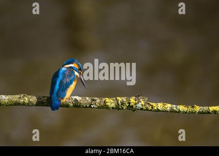 Männlicher Eisvogel (Alcedo atthis) thront auf Lichen bedeckt Zweig Shropshire UK. März 2020 Stockfoto