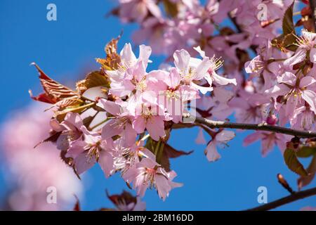 Rosa Kirschblüte Nahaufnahme vor klarem blauen Himmel Stockfoto