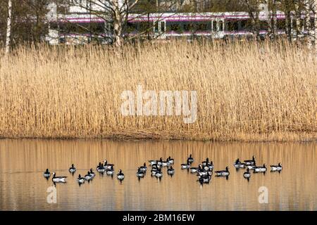 Barnacle Gänse (Branta leucopsis) auf Töölönlahti Bucht mit Schilf und Passieren Pendlerzug im Hintergrund in Helsinki, Finnland Stockfoto