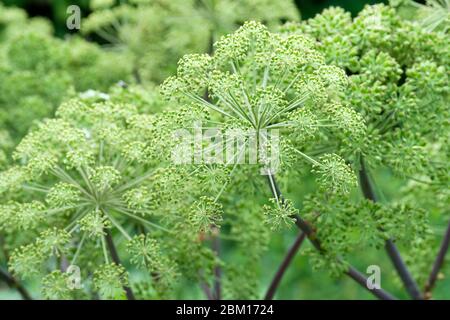 Angelica archangelica, allgemein bekannt als Garten Engelwurz, wilder Sellerie, und norwegische Engelwurz, Angelrute Stockfoto