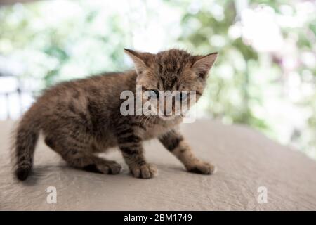 Neugeborenes Kitty Katze Potrait auf der Bühne und ermüden Hintergrund Stockfoto