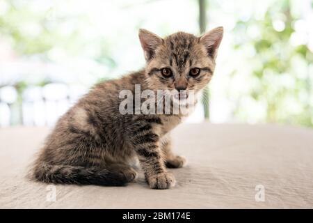 Potrait liebenswert streunende Katze mit Tiger Muster Haut in Haustier Konzept Stockfoto