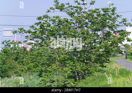 Japanische Walnuss (Juglans ailantifolia), Isehara City, Präfektur Kanagawa, Japan Stockfoto