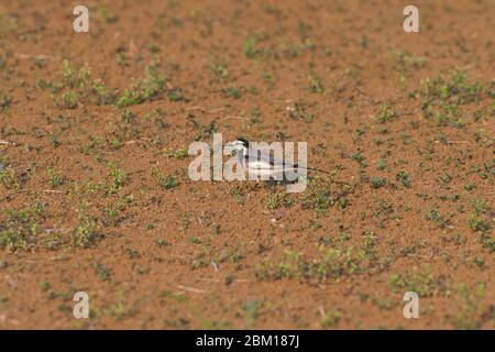 Stelzenschwanz (Motacilla alba lugens), Isehara City, Präfektur Kanagawa, Japan Stockfoto