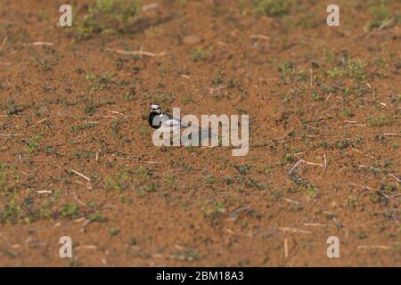 Stelzenschwanz (Motacilla alba lugens), Isehara City, Präfektur Kanagawa, Japan Stockfoto