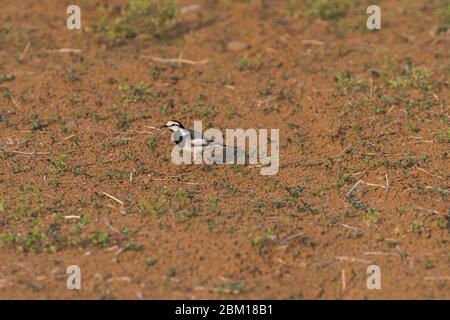 Stelzenschwanz (Motacilla alba lugens), Isehara City, Präfektur Kanagawa, Japan Stockfoto