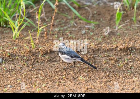 Stelzenschwanz (Motacilla alba lugens), Isehara City, Präfektur Kanagawa, Japan Stockfoto