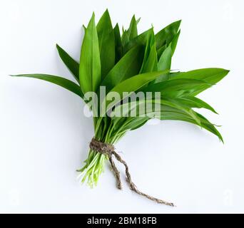 Ramson, Bund von wildem Knoblauch isoliert auf weißem Hintergrund Stockfoto