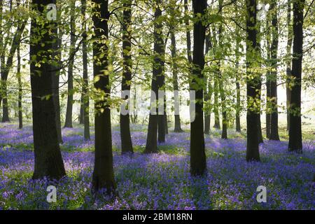 Dockey Holz Blaubellen bedecken den Waldboden mit einem Teppich aus Blau im Frühjahr Stockfoto