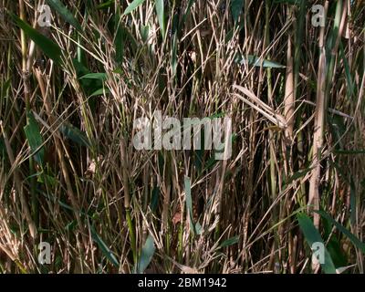 Hintergrund von Bambusstäben mit etwas grünem Laub im Frühlingssonne Stockfoto