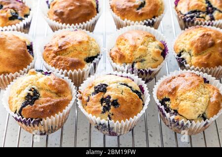 Eine Reihe von frisch gebackenen Heidelbeer Muffins auf einem Kühlregal Stockfoto