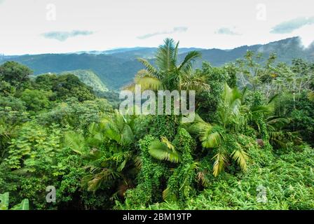 El Yunque National Forest auf der karibischen Insel Puerto Rico bietet der Aussichtsturm Yocahu einen Blick über die Regenwaldbäume Stockfoto