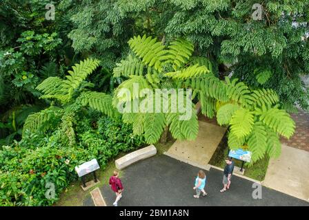 Blick auf Besucher, Regenwaldbäume und Farne vom Aussichtsturm Yokohu im El Yunque National Forest in Puerto Rico Stockfoto