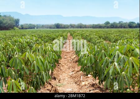 Organische Maniok Feld bei der ländlichen Landwirtschaft Landschaft Stockfoto