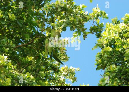 Grüne Papageien, die sich in einem Baum in der Altstadt von San Juan, der Hauptstadt von Puerto Rico, ernähren Stockfoto