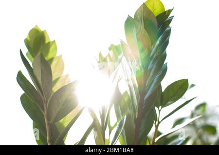 Zamioculcas Zimmerpflanze Blätter im Sommer Sonnenschein. Ein Dollarbaum, der Glück bringt. Ein natürlicher grüner Hintergrund. Ein Konzept der Gartenarbeit zu Hause. Kopierbereich. Stockfoto