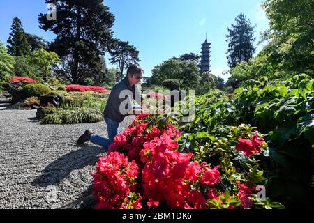 Der Gärtner Dan McCarthy ist in den japanischen Gärten der Großen Pagode in den Royal Botanic Gardens in Kew, Südwestlondon, tätig, die gesperrt sind, um die Ausbreitung des Coronavirus zu verhindern. Stockfoto