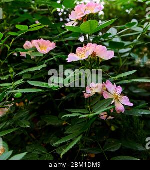 Schöne wilde Rosen in der Natur Stockfoto