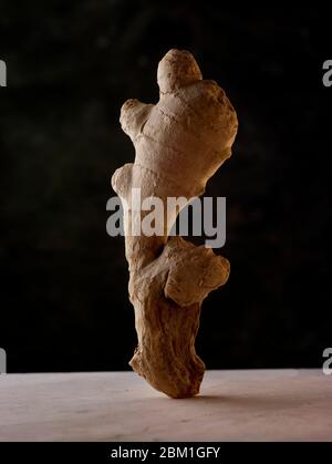 Statuesque und attraktive gut proportionierte natürliche Ingwer Wurzel Lebensmittelzutat Stillleben Studie Stockfoto