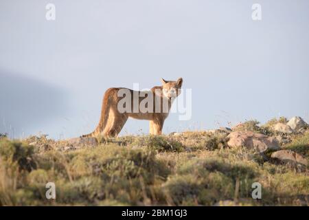 Single Puma steht auf einer Hügelseite, silhouetted gegen blauen Himmel. Auch bekannt als Cougar oder Mountain Lion Stockfoto