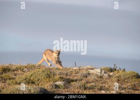 Einzelner Puma, der auf einer Hügelseite läuft, gegen blauen Himmel silhouettiert. Auch bekannt als Cougar oder Mountain Lion Stockfoto