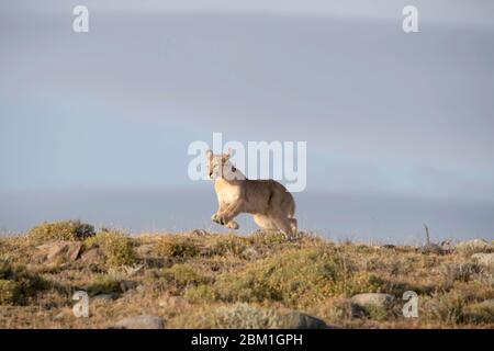 Einzelner Puma, der auf einer Hügelseite läuft, gegen blauen Himmel silhouettiert. Auch bekannt als Cougar oder Mountain Lion Stockfoto