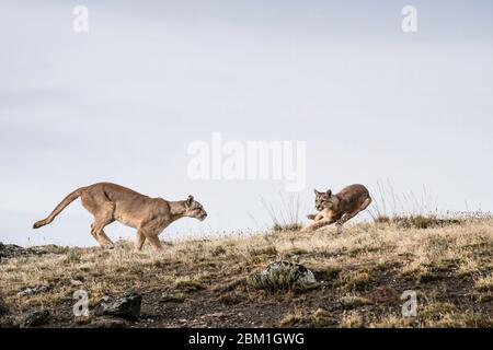 Ein Paar junger Puma-Jungen, die auf einem Hügel laufen und gegen den blauen Himmel ragen. Auch bekannt als Cougar oder Mountain Lion Stockfoto