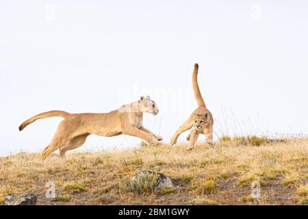 Ein Paar junger Puma-Jungen, die auf einem Hügel laufen und gegen den blauen Himmel ragen. Auch bekannt als Cougar oder Mountain Lion Stockfoto