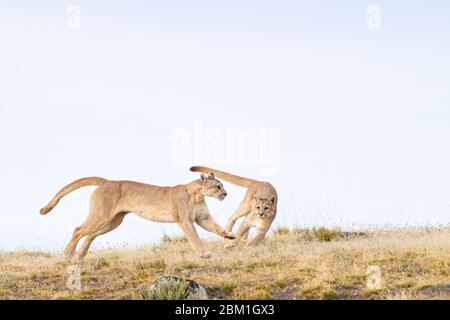 Ein Paar junger Puma-Jungen, die auf einem Hügel laufen und gegen den blauen Himmel ragen. Auch bekannt als Cougar oder Mountain Lion Stockfoto