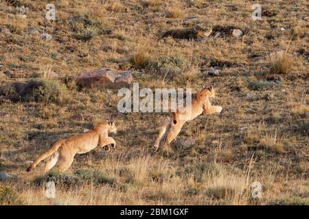 Ein Paar Jungtiere aus dem jungen Puma, die auf einem Hügel laufen. Auch bekannt als Cougar oder Mountain Lion Stockfoto