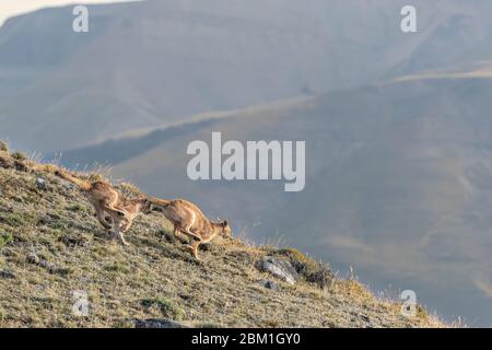 Ein Paar junger Puma-Jungen, die auf einem Hügel laufen und gegen den blauen Himmel ragen. Auch bekannt als Cougar oder Mountain Lion Stockfoto