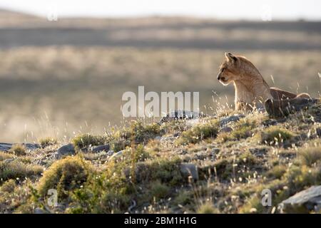 Single Puma sitzt auf einer Hügelseite, Silhouette gegen Gras und einen blauen Himmel. Auch bekannt als Cougar oder Mountain Lion Stockfoto