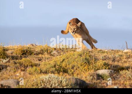 Einzelner Puma, der auf einer Hügelseite läuft, gegen blauen Himmel silhouettiert. Auch bekannt als Cougar oder Mountain Lion Stockfoto