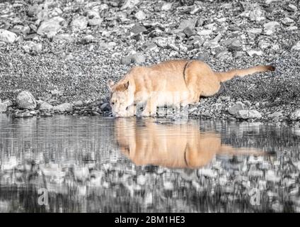 Alleinstehende Erwachsene Hündin puma im hellen Sonnenlicht trinkt aus einem See mit ihrem Spiegelbild im Wasser. Auch bekannt als Cougar oder Berglöwe. Stockfoto