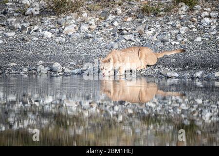 Alleinstehende Erwachsene Hündin puma im hellen Sonnenlicht trinkt aus einem See mit ihrem Spiegelbild im Wasser. Auch bekannt als Cougar oder Berglöwe. Stockfoto