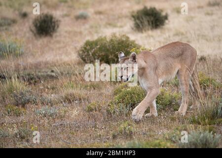 Alleinstehende Erwachsene weibliche puma in hellem Sonnenlicht durch das Gras zu Fuß. Auch bekannt als Cougar oder Berglöwe. Stockfoto