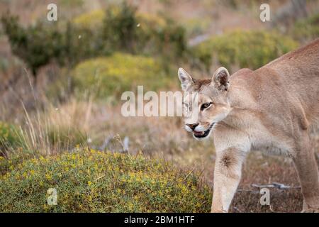 Alleinstehende Erwachsene weibliche puma in hellem Sonnenlicht durch das Gras zu Fuß. Auch bekannt als Cougar oder Berglöwe. Stockfoto