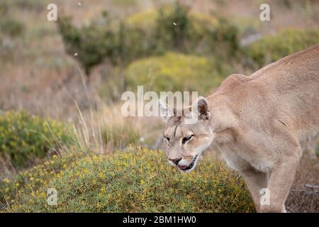 Alleinstehende Erwachsene weibliche puma in hellem Sonnenlicht durch das Gras zu Fuß. Auch bekannt als Cougar oder Berglöwe. Stockfoto
