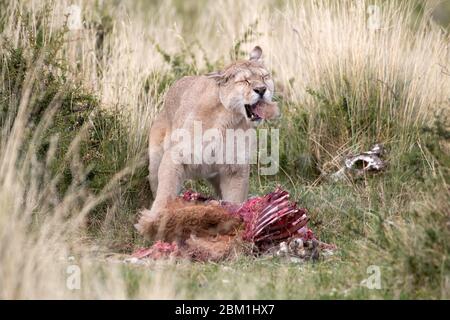 Alleinerziehende weibliche puma spuckt Fell aus, während sie von einem Guanaco-Kadaver füttert. Auch bekannt als Cougar oder Berglöwe. Stockfoto