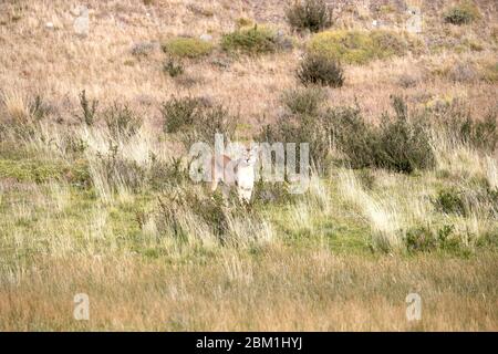 Alleinstehende Erwachsene weibliche puma in hellem Sonnenlicht durch das Gras zu Fuß. Auch bekannt als Cougar oder Berglöwe. Stockfoto