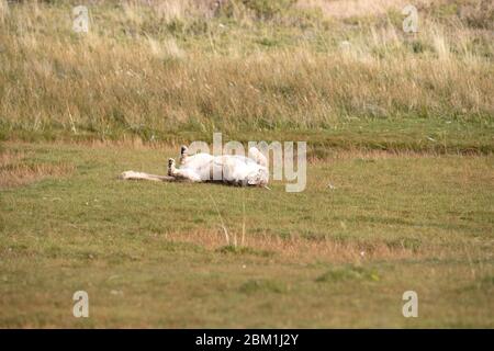 Single Erwachsene weibliche puma in hellen Sonnenlicht Rollen auf dem Gras. Auch bekannt als Cougar oder Berglöwe. Stockfoto