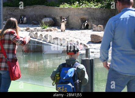 Karlsruhe, Deutschland. Mai 2020. Besucher des neu eröffneten Zoos Karlsruhe stehen am Pinguingehege. Der Zoo war wegen der Koronakrise fast acht Wochen lang geschlossen. Die Besucherzahl ist derzeit auf 2000 Personen begrenzt, die gleichzeitig im Zoo und im Stadtgarten sein dürfen. Nur Inhaber einer Dauerkarte haben Zugang nach einer Reservierung im Online-Shop. Quelle: Uli Deck/dpa/Alamy Live News Stockfoto