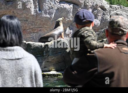 Karlsruhe, Deutschland. Mai 2020. Besucher des neu eröffneten Zoos Karlsruhe stehen am Seelöwengehege. Der Zoo war wegen der Koronakrise fast acht Wochen lang geschlossen. Die Besucherzahl ist derzeit auf 2000 Personen begrenzt, die gleichzeitig im Zoo und im Stadtgarten sein dürfen. Nur Inhaber einer Dauerkarte haben Zugang nach einer Reservierung im Online-Shop. Quelle: Uli Deck/dpa/Alamy Live News Stockfoto