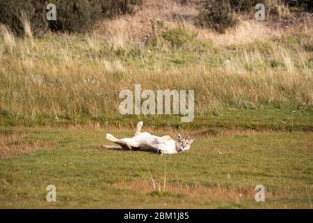 Single Erwachsene weibliche puma in hellen Sonnenlicht Rollen auf dem Gras. Auch bekannt als Cougar oder Berglöwe. Stockfoto
