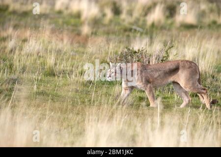 Alleinstehende Erwachsene weibliche puma in hellem Sonnenlicht durch das Gras zu Fuß. Auch bekannt als Cougar oder Berglöwe. Stockfoto
