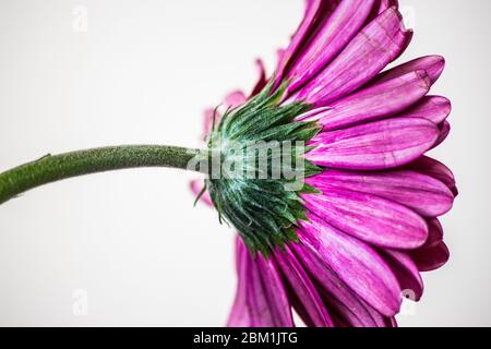 Lila Gerbera Blume Stockfoto