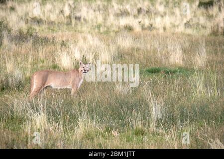 Single Puma steht auf einer Anhöhe inmitten des Grases. Auch bekannt als Cougar oder Mountain Lion Stockfoto