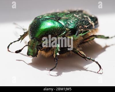 Rosaferkäfer Cetonia aurata mit metallisch grünem Exoskelett auf einer weißen Oberfläche UK Stockfoto